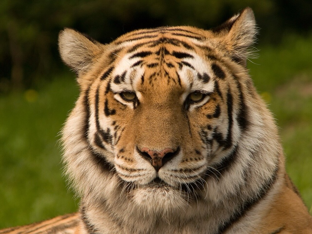 Amur tiger
