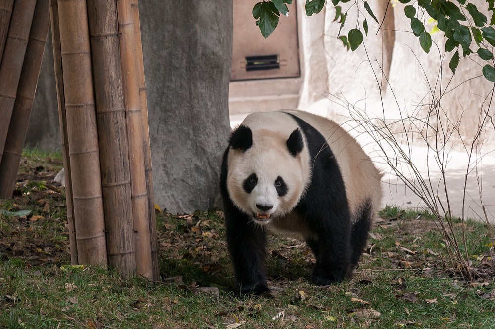 Giant panda