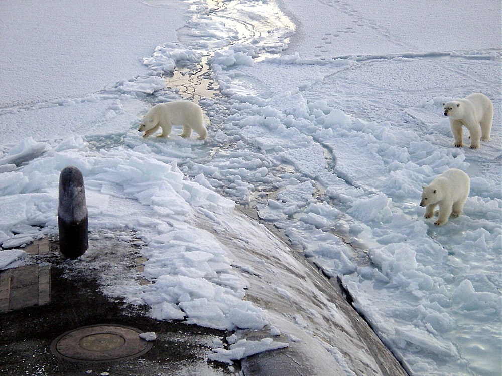 Polar bear