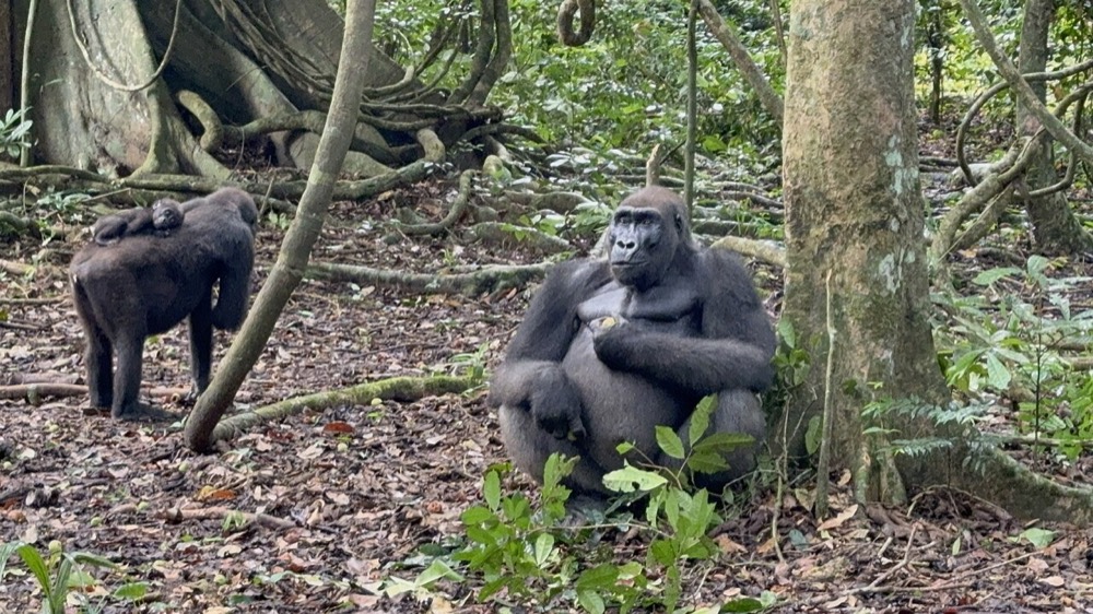 Western lowland gorilla