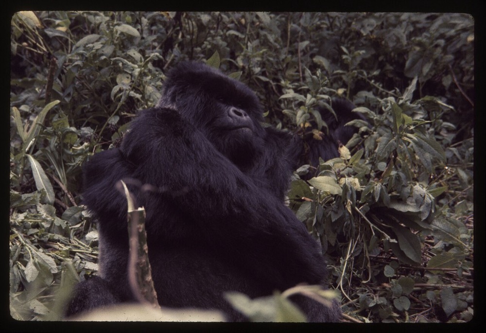 Western lowland gorilla