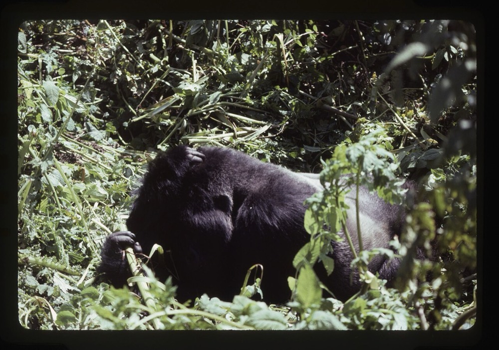 Western lowland gorilla